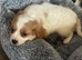 F1 cavapoo