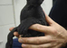 3/4 Sphynx little girl needs new home