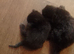 Beautiful, playful kittens for sale *READY NOW*