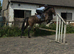 Absolute gentleman 16.2, 10 yr gelding