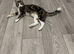 Needs rehoming