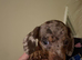9 week old dapple girl.
