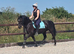 14.2hh New Forest