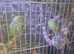 A pair of green ringnecks