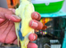 *Rare voilet indigo and purple Baby budgies ready soon