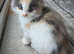 Long hair kitten