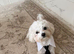 Korean Maltese