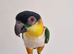 Super Tame DNA Male Black Headed Caique