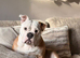 English bulldog puppies