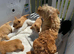 Scottish terrier puppies