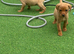 KC registered red Labradors