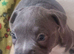 Frenchyx American bully