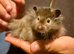 Long haired sable male syrian hamster