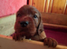 Kc registered Irish Settee puppies