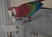 Green winged Macaw
