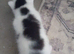 Persian x maincoon doll face kittens