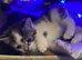 Male kitten unique markings and colour