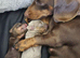 Isabella male miniture Dachshund