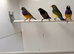 Single Chocolate Bengalese Finch (Male)