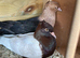 Archangels for sale