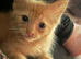 Ragdoll Shpynx mixed kittens