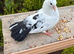 Fantail pigeons