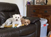 2 year old affectionate Maltipoo