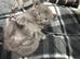 Exquisite Grey Ragdoll Kitten 6 Weeks Old | Blue-Eyed | Home-Raised