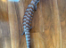 Large male nothan blue tunge