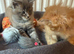 Pedigree Maine coon kittens available