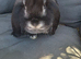 Vaccinated baby french lop doe