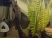2 plecs for rehome