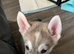 Siberian Husky Puppies