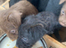 Patterdale puppies