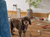 Rehoming my beautiful cockerpoo