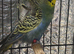 Beautiful budgies for sale