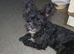 Beautiful Frenchie Poo Puppy Girl