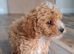 Toy cavapoo health checked