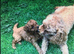 Toy Poodle Boy Puppy