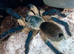 Many female tarantulas. Goliath, pinktoe and many more