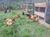Buff sussex pullets