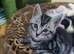 8 week old grey striped female