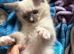PEDIGREE RAGDOLL KITTENS READY NOW