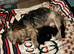 6 Pure breed pedigree puppies