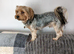 YORKSHIRE TERRIER PUPPIES READY NOW