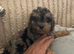 Litter of cockapoo puppies