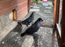 Pair of German crested trumpeters