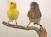6 young canaries available