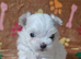Beautiful Maltese puppy for sale