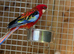 Rosella